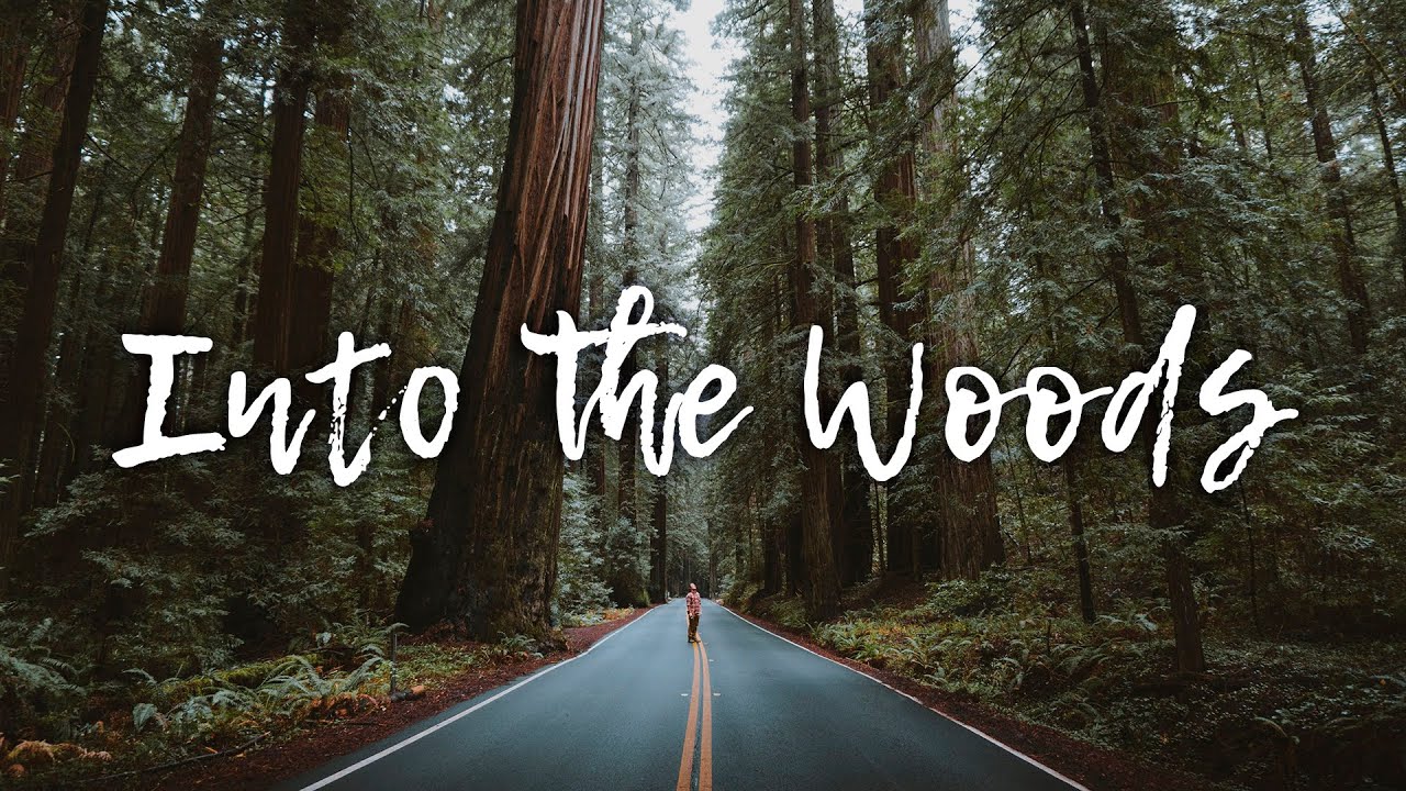 Into The Woods - Acoustic Playlist for Peaceful Moments