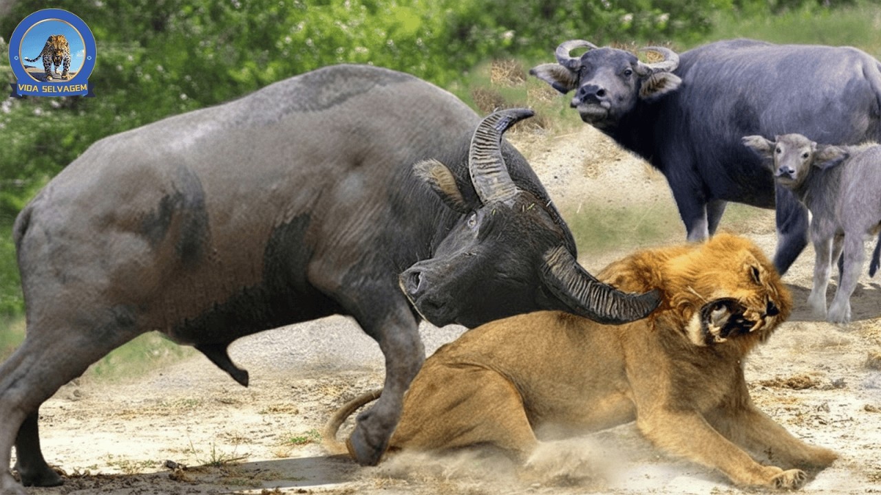 Predadores da Savana – A Batalha Épica Pelo Domínio da Natureza Selvagem #animaisselvagens