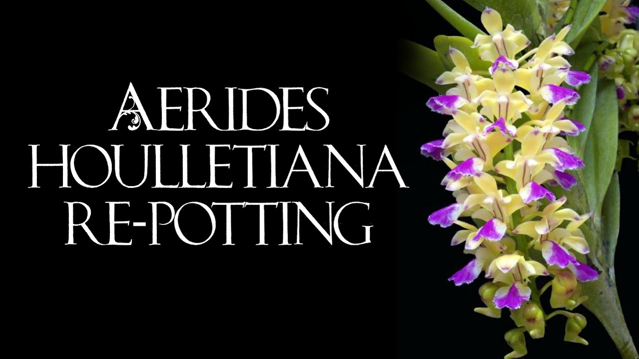 Aerides houlletiana repotting
