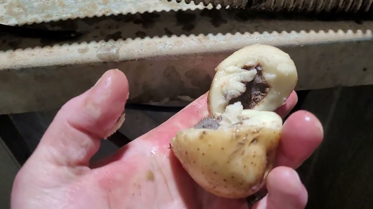 Van Dijke - TP1600 - Potato Barrel Washer - with Floating Debris Remover - Hollow Heart Potatoes