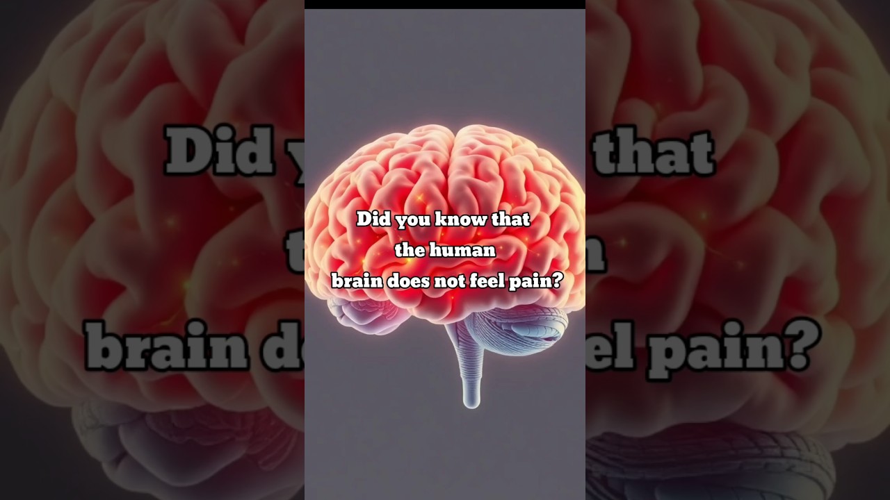 Your brain doesn't feel pain!