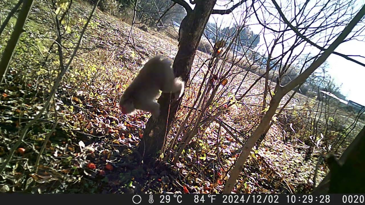 Japanese Monkeys Climb a Kaki Persimmon Tree to Eat Ripe Fruits under Crows' Attack