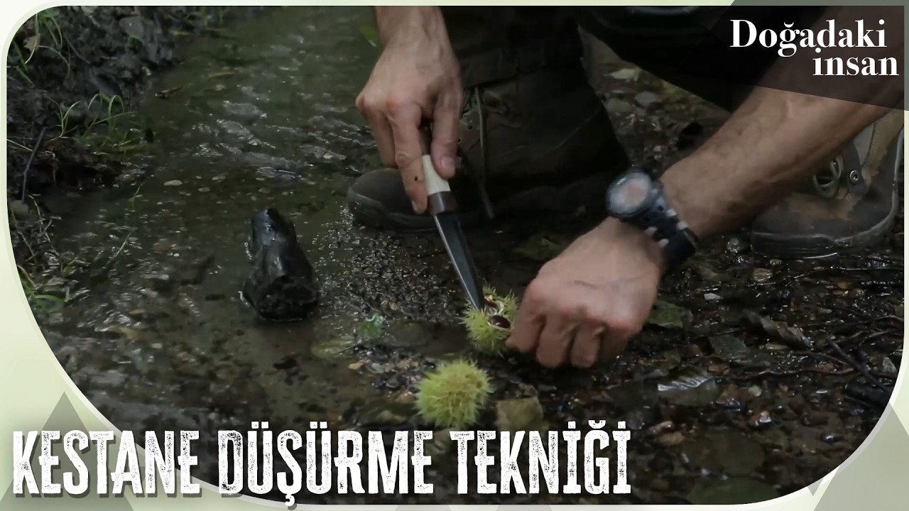 Kestane ağacından nasıl düşürülür ve nasıl açılır? | Doğadaki İnsan 64. Bölüm