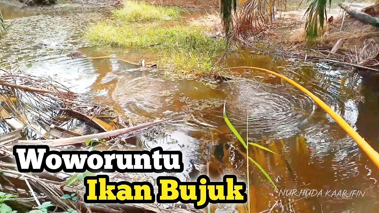 REJEKI,,!! MANCING UMPAN CACING IKAN BUJUK GANAS MAKAN UMPANKU || NK-21