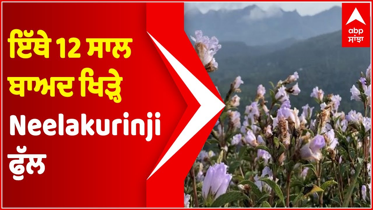 Neelakurinji flowers blossom in Idukki's Shantanpara Shalom Hills after 12 years | Abp Sanjha