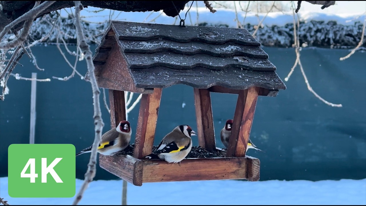 Birds Feeding in -13°C (9°F) | Peaceful Snow Feeding