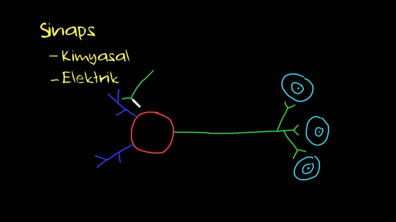 Sinaps Yapısı (Sağlık ve Tıp) (Sinir Sistemi Fizyolojisi)