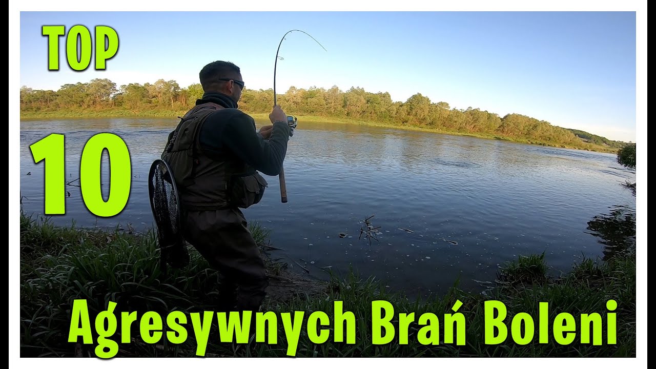Jak Boleń Atakuje Przynętę ? | Strong ASP Fishing  atttack