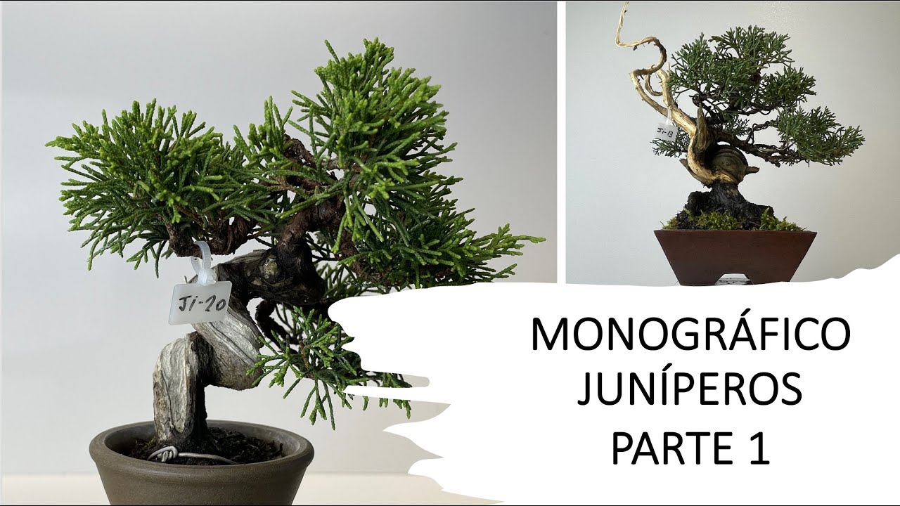 MONOGRÁFICO JUNÍPEROS. PARTE 1