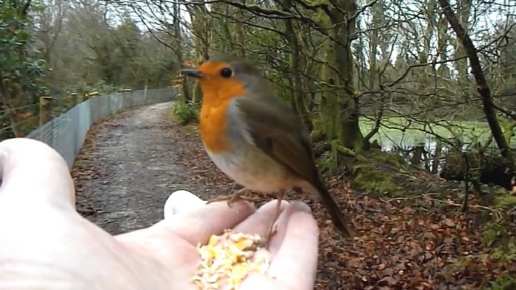 Incredible video shows robin feeding from dog walker's hand in Cornwall