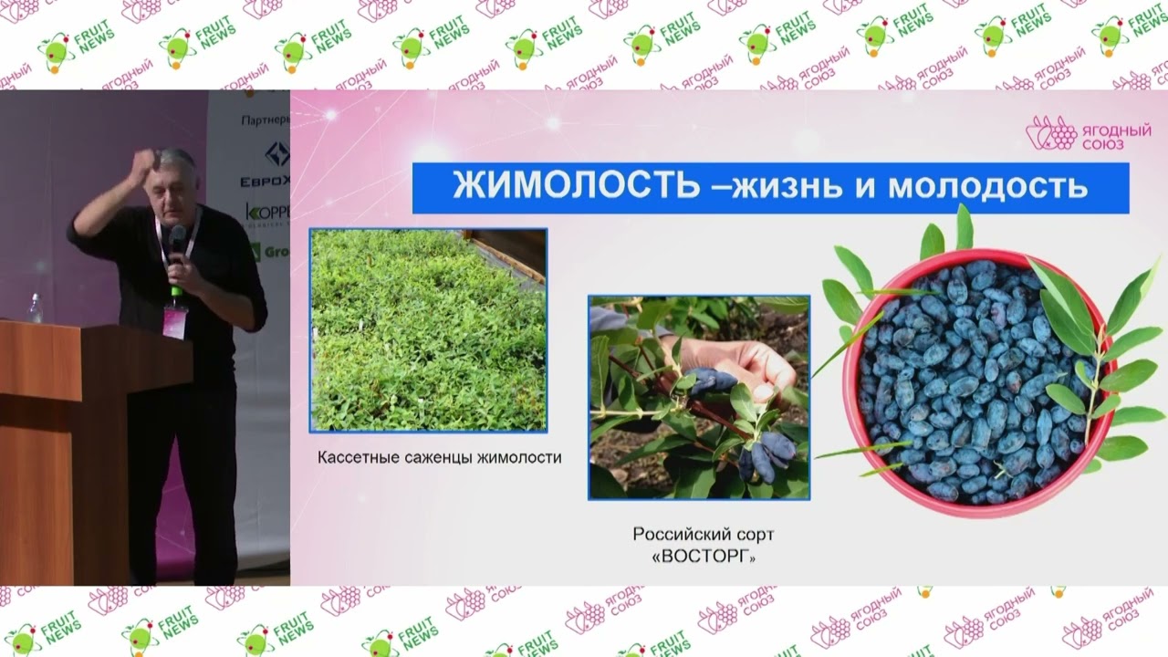 15 Практика возделывания и опыт реализации жимолости и крыжовника   Александр Продан