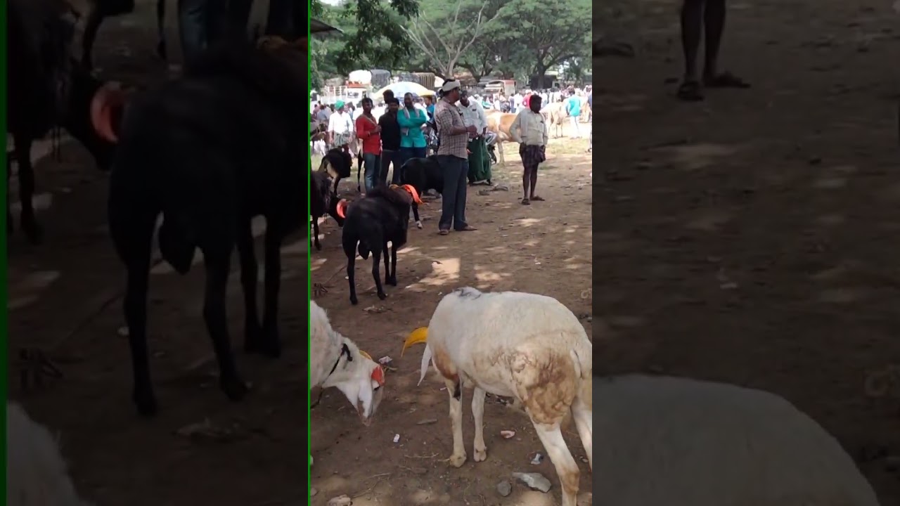 Ranebennur market sheeps