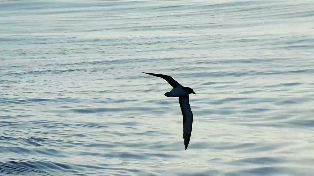 Le vol des Puffins au Grand Large