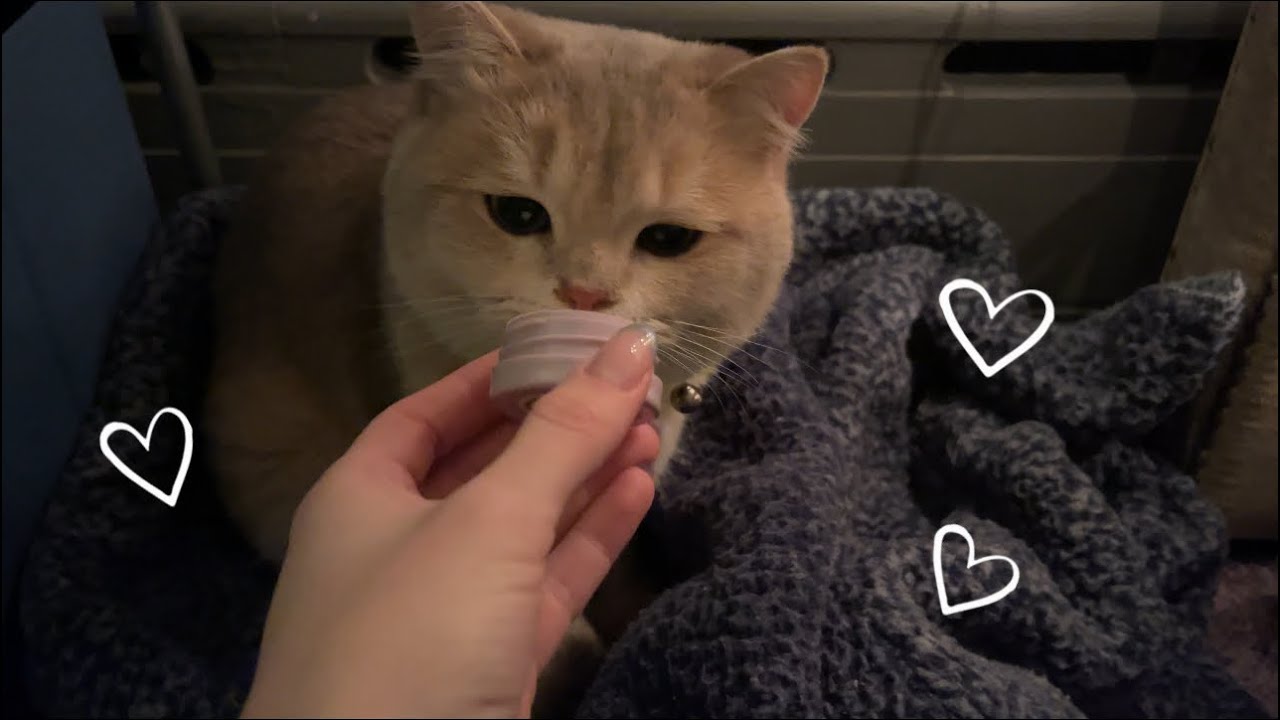 ASMR giving munchkin a quick cranial nerve exam ♡