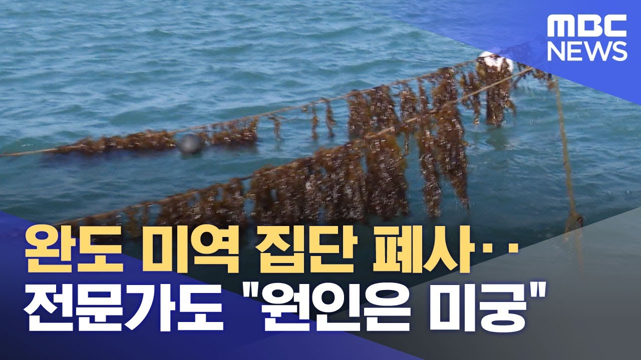 완도 미역 집단 폐사‥전문가도 