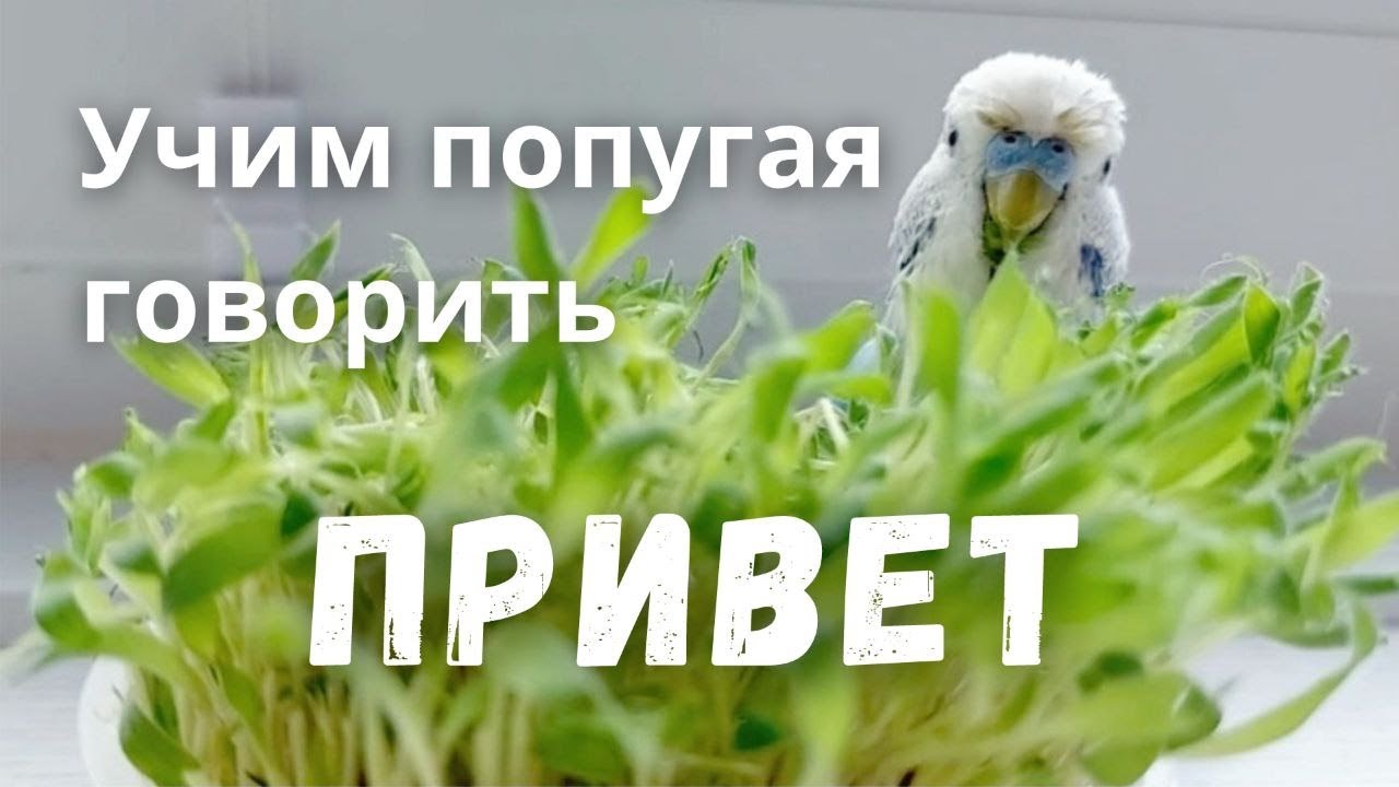 Учим попугая говорить 