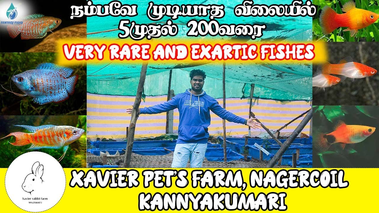 நாகர்கோவிலில் இவ்ளோ பெரிய மீன் பண்ணையா😍|explore Xavier pet's farm|#kanyakumari #youtube #nagercoil