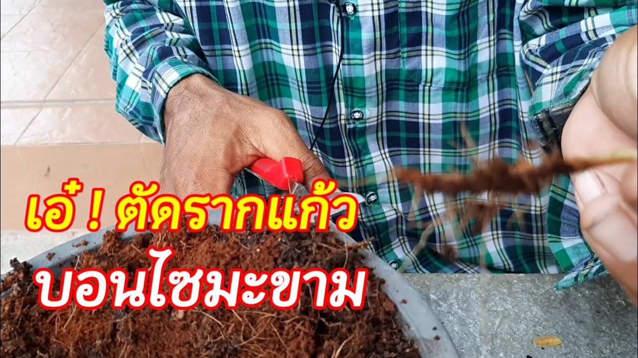 บอนไซมะขาม ; ตัดรากแก้วตั้งแต่ต้นยังมีขนาดเล็กเพื่อสร้างรากให้สวยงาม 089 7710 165