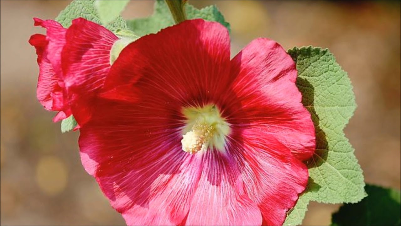 Malwa ( Alcea) - Poradnik Ogrodowy #26