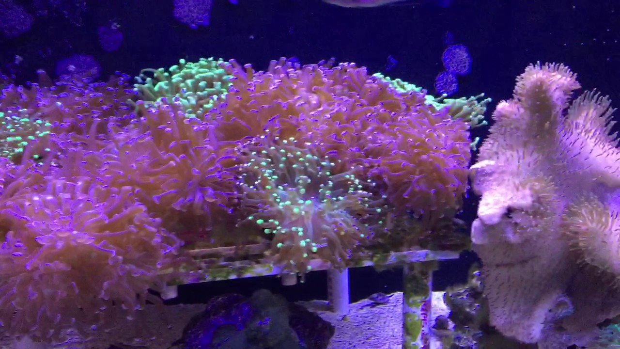 Reef tank and clean up crew