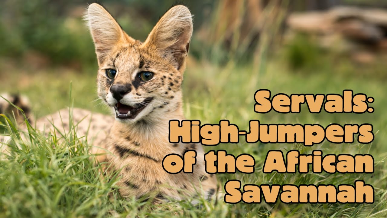 Servals: High-Jumpers of the African Savannah Animal Science for Kids