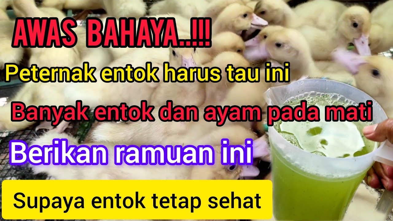 ramuan untuk anak entok supaya sehat dan cepat besar@Putra Cendana