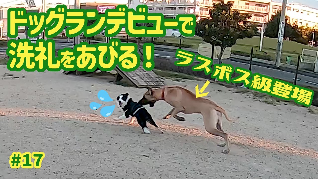 ボーダーコリー（子犬）ドッグランデビューで、いきなりラスボス級にやられる！？