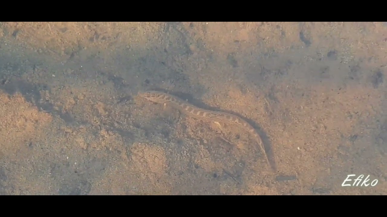 Необычная рыбка-вьюн щиповка 🐟