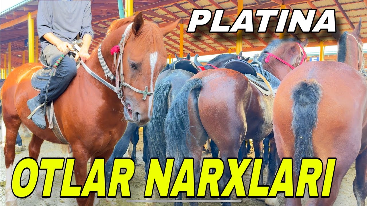 TOSHKENT PLATINA OT BOZORI