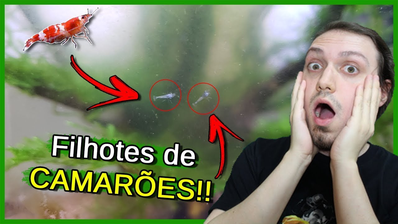 Meus Camarões Tiveram FILHOTES!