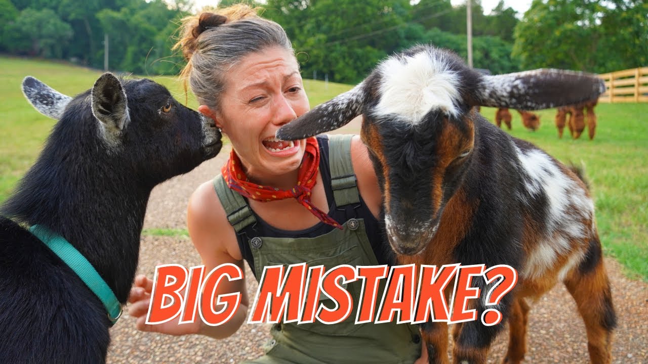 10 Things I Wish I Knew Before Getting Goats