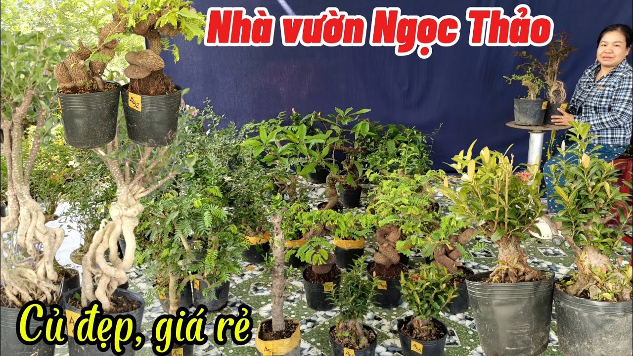 5/3/2026_Ngọc Thảo #0703477068 _Me chua củ quái,Linh sam, sam núi,sam 86 giá rẻ 