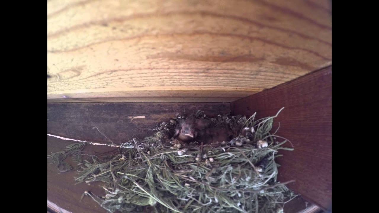 Baby birds nesting on our balcony