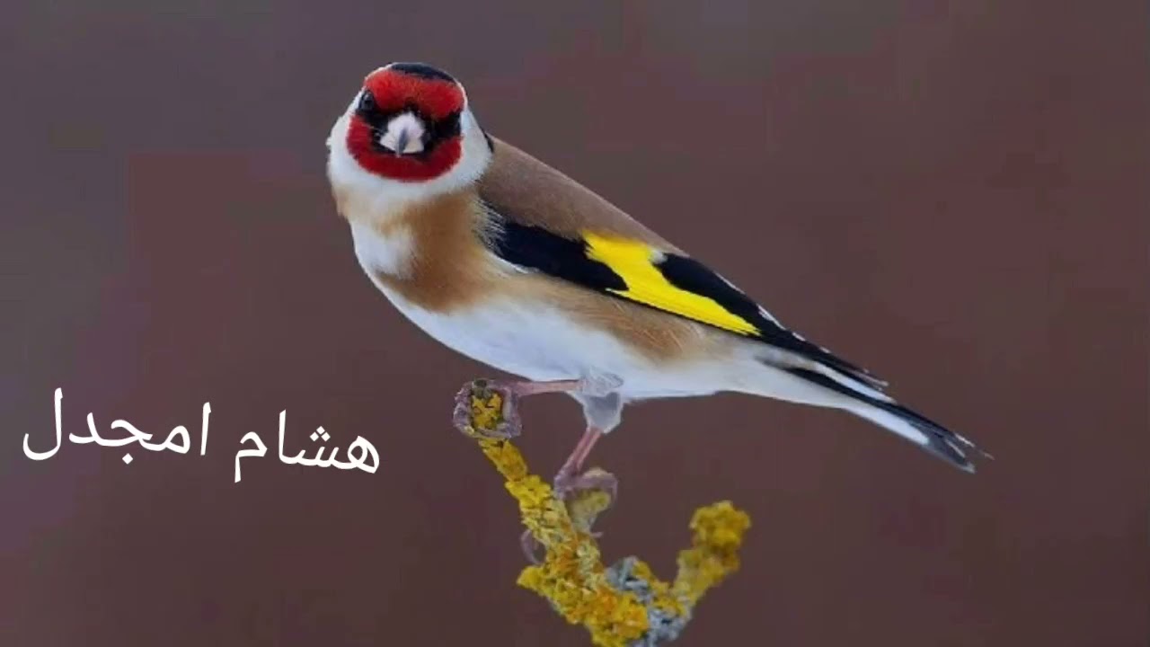 تغريد باليسترو صفارة تواواطي سرفاتي قوة