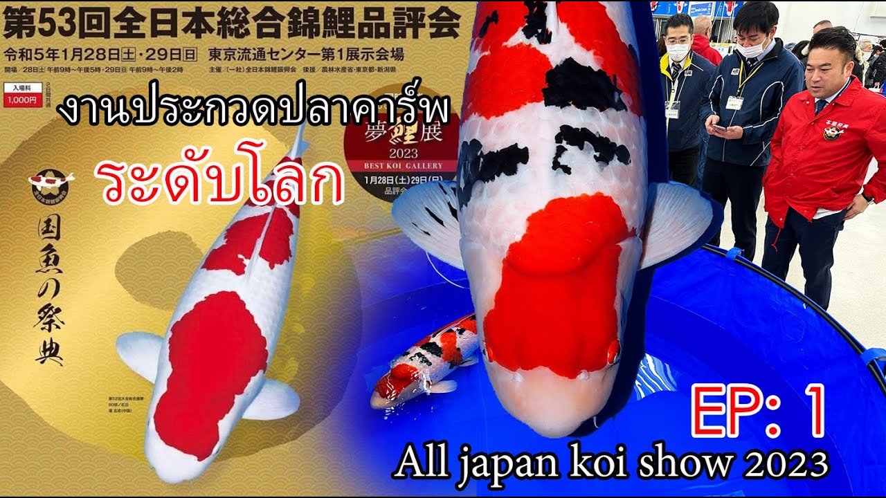 งานประกวดปลาคาร์พระดับโลก EP:1 All Japan Koi Show 2023