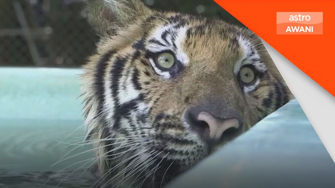 72 harimau di Chiang Mai mati akibat wabak misteri