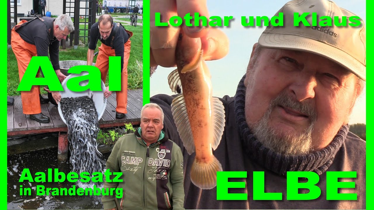 Aal mit Lothar und Klaus + Aalbesatz in Brandenburg + Angeln an der Elbe, Havel und Dosse