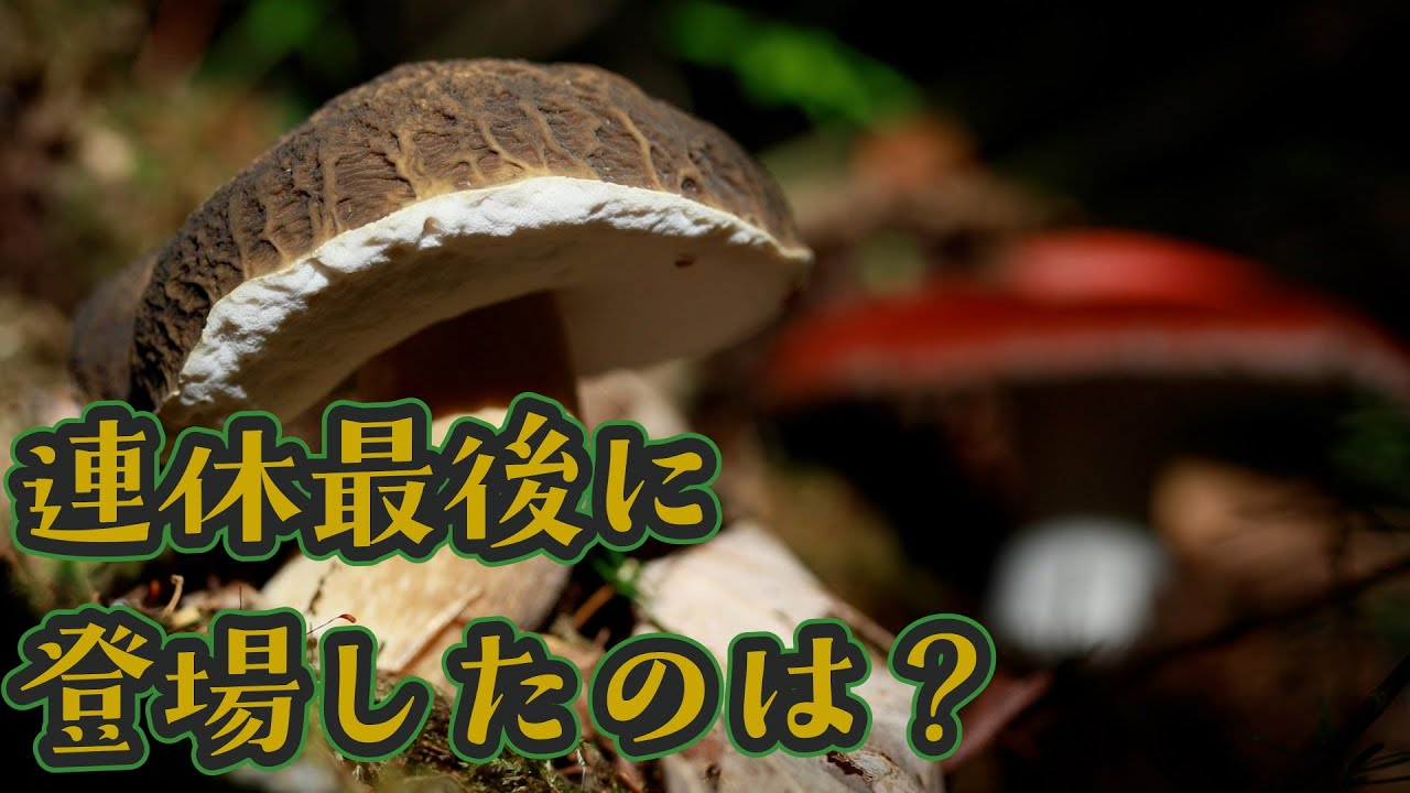 第226話  「キノコを探し出す、見つけ出す喜び」【チョット変わったススケヤマドリ等】