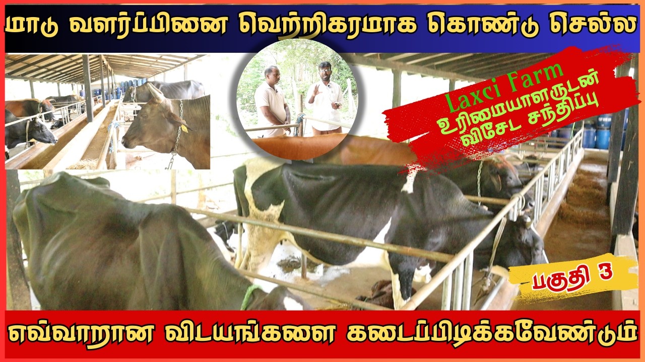 மாடு வளர்ப்பினை வெற்றிகரமாக கொண்டு செல்ல நாம் எவ்வாறான விடயங்களை கடைப்பிடிக்க வேண்டும் | பகுதி 3