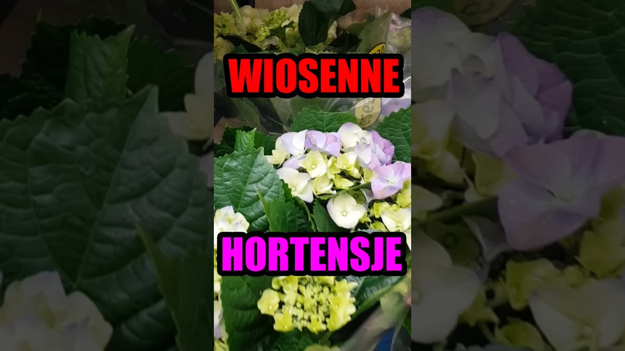 Wiosenna Hortensja ogrodowa kwitnąca  jak uprawiać #hortensja #ogr&oacute;d #rośliny