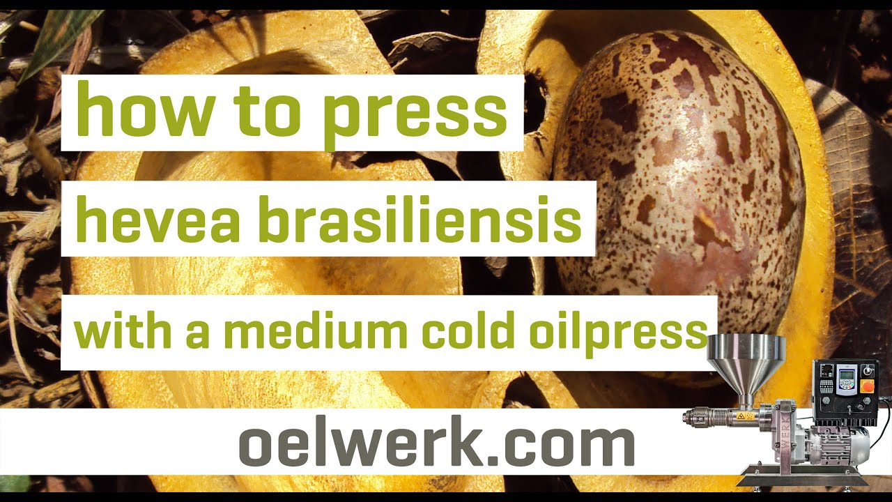 Отжим масла из семян Hevea brasiliensis с помощью популярного среднего холодного маслопресса