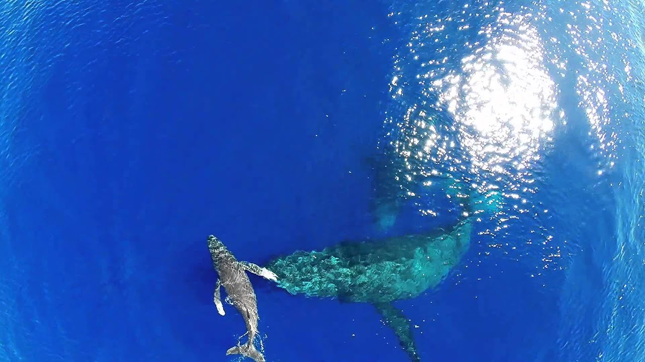 Maui Whale Watching with a DJI Phantom II, March 2014.