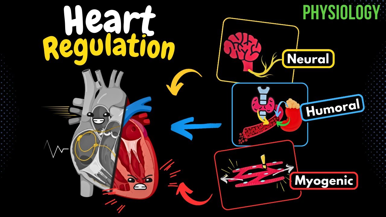 Regulation of the Heartbeat (Myogenic, Neural & Hormonal) | Heart Physiology