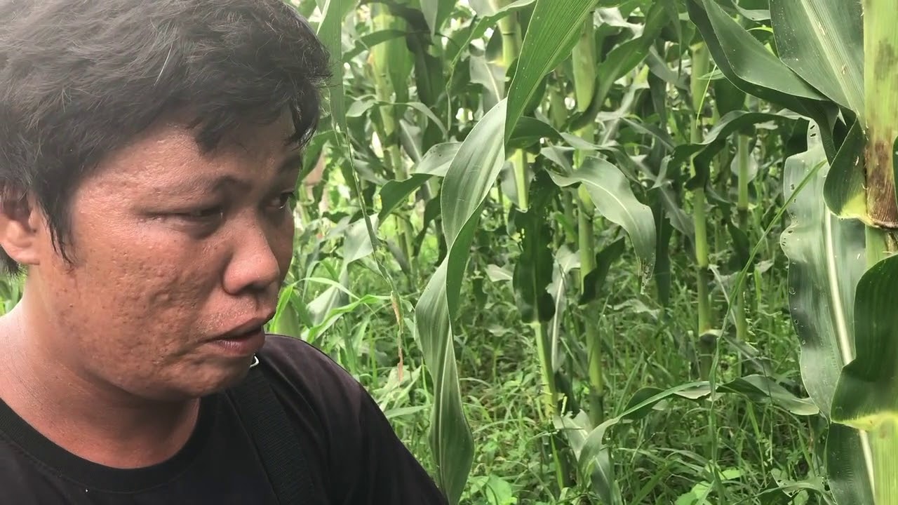 Growing Sweet Corn by Sir Victor in Puerto Princesa, Palawan