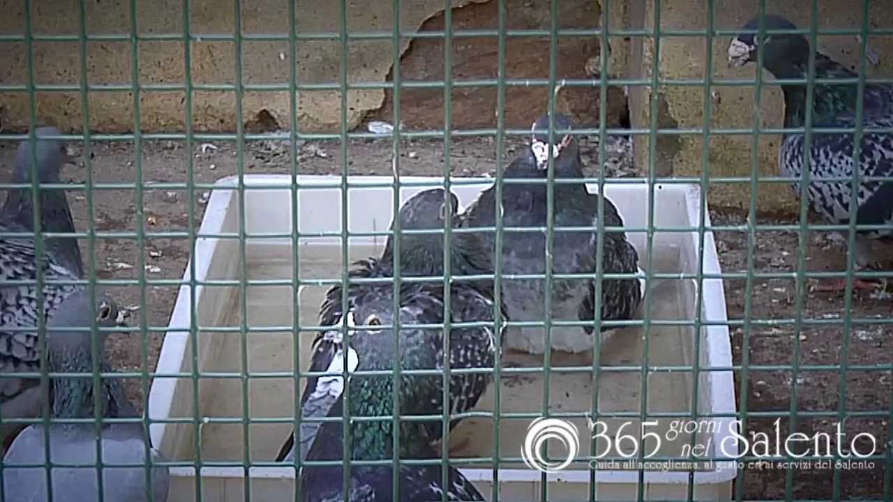 365 giorni nel Salento - Piccioni viaggiatori