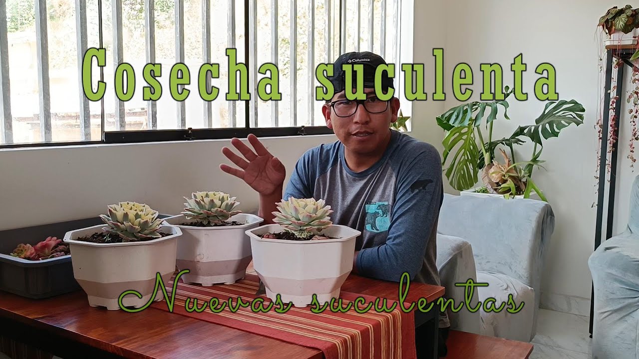 Cosecha suculenta + visita suculenta #reproducción #suculentas #arte