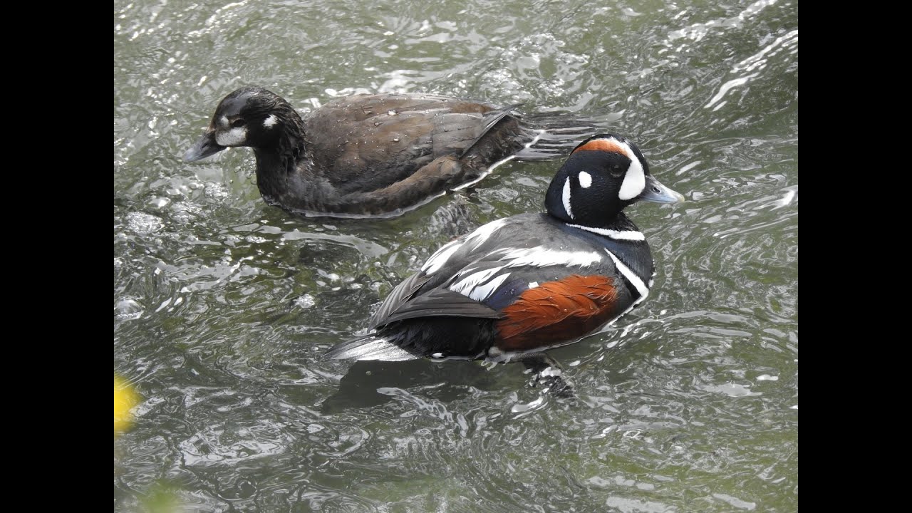 Birding in Anchorage and Homer, Alaska