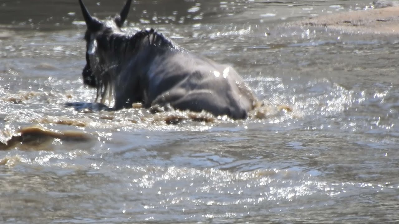 Underwater Ambush from Crocodile | CROCS vs WILDEBEEST | The Great ESCAPE.
