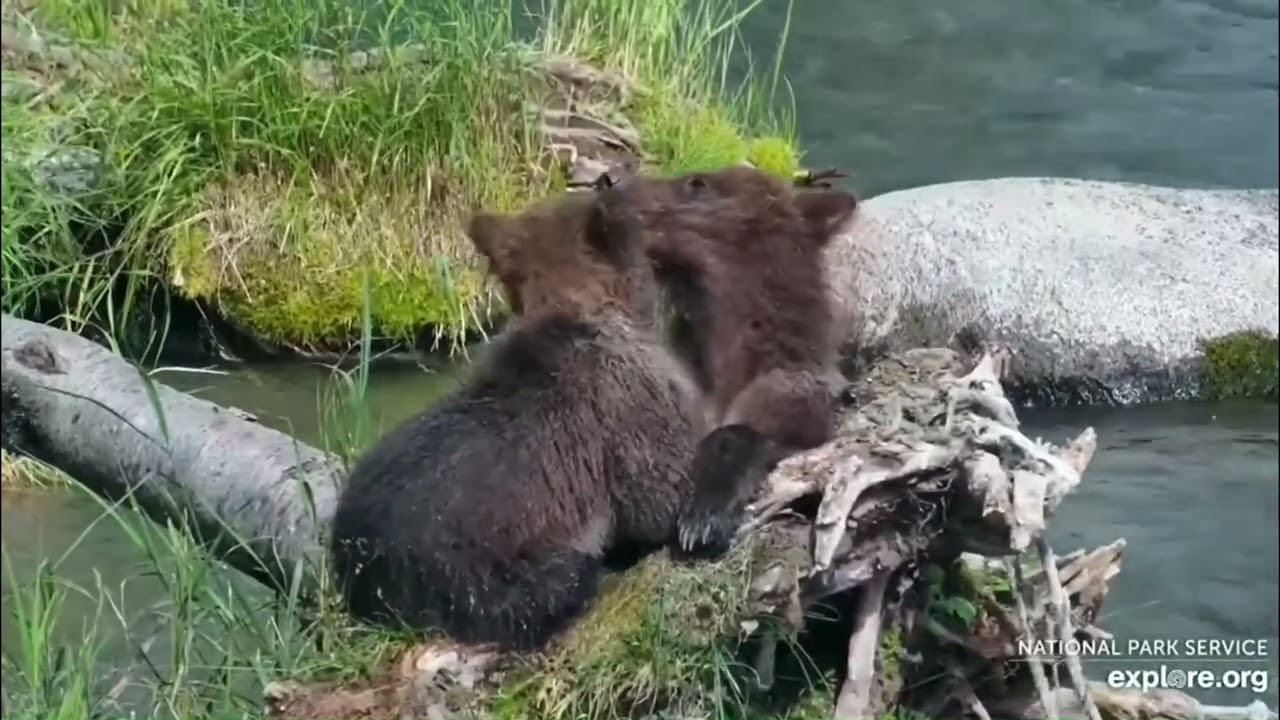 The Kids of Katmai Brooks Falls 2023 Part 1. Footage courtesy of Explore.org