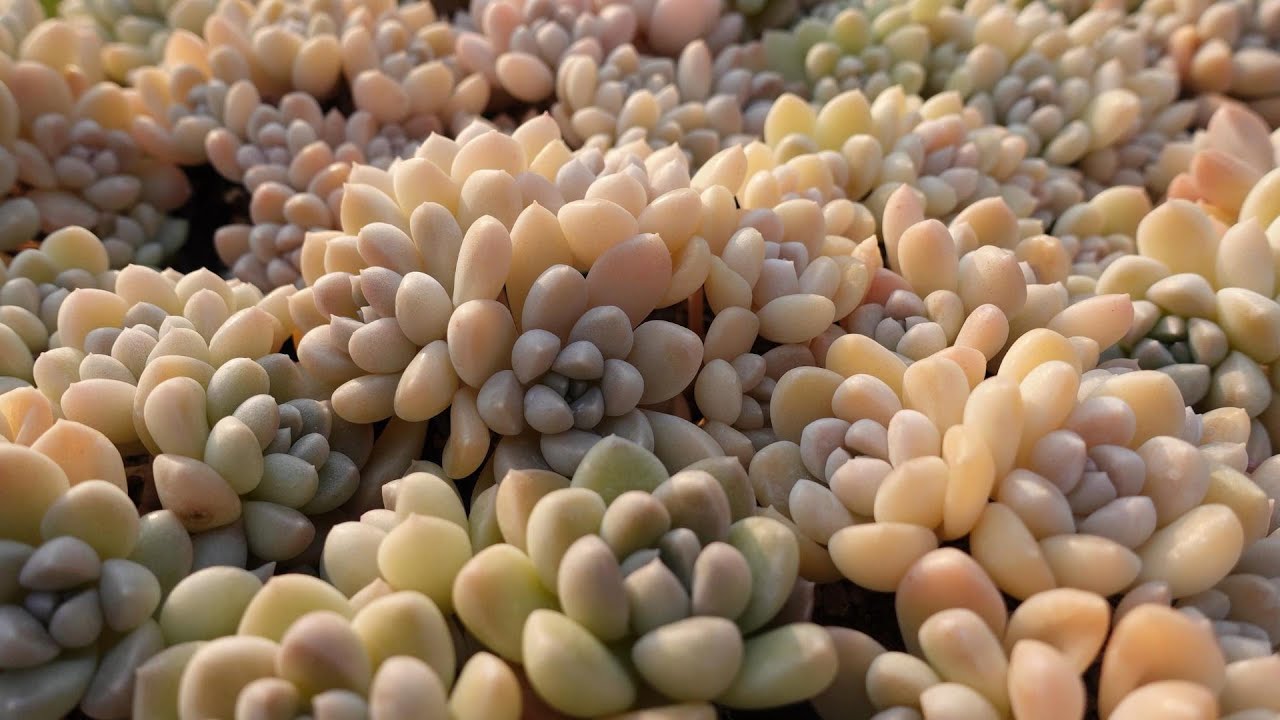 ＃15【これで安心！１年間の育て方・増やし方】だるま姫秋麗ｘケッセルリンギアナ。多肉植物・つぶつぶ交配